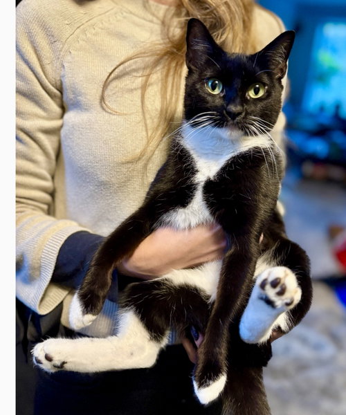 Sapphire, Domestic Short Hair (short coat)