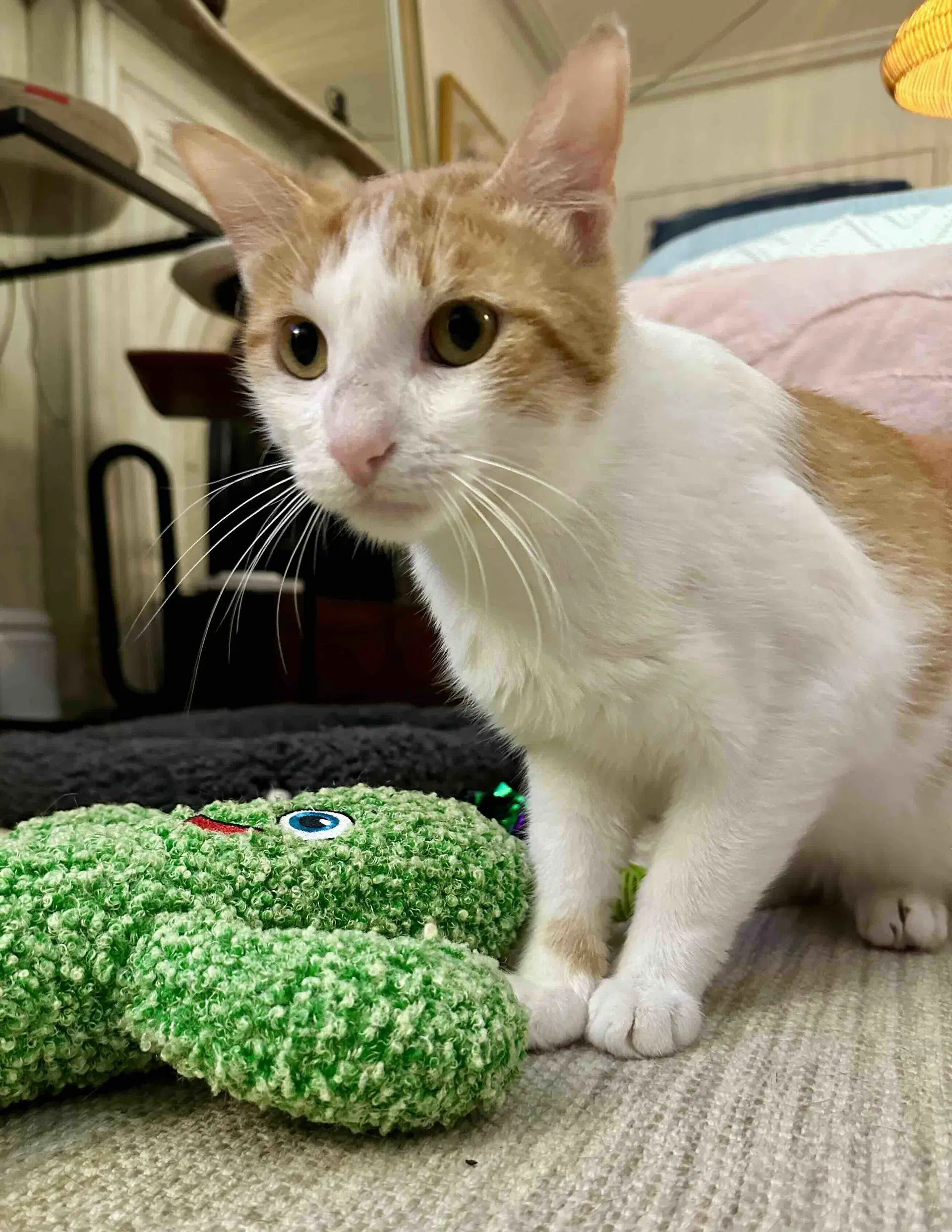 Nilla Wafer image 4