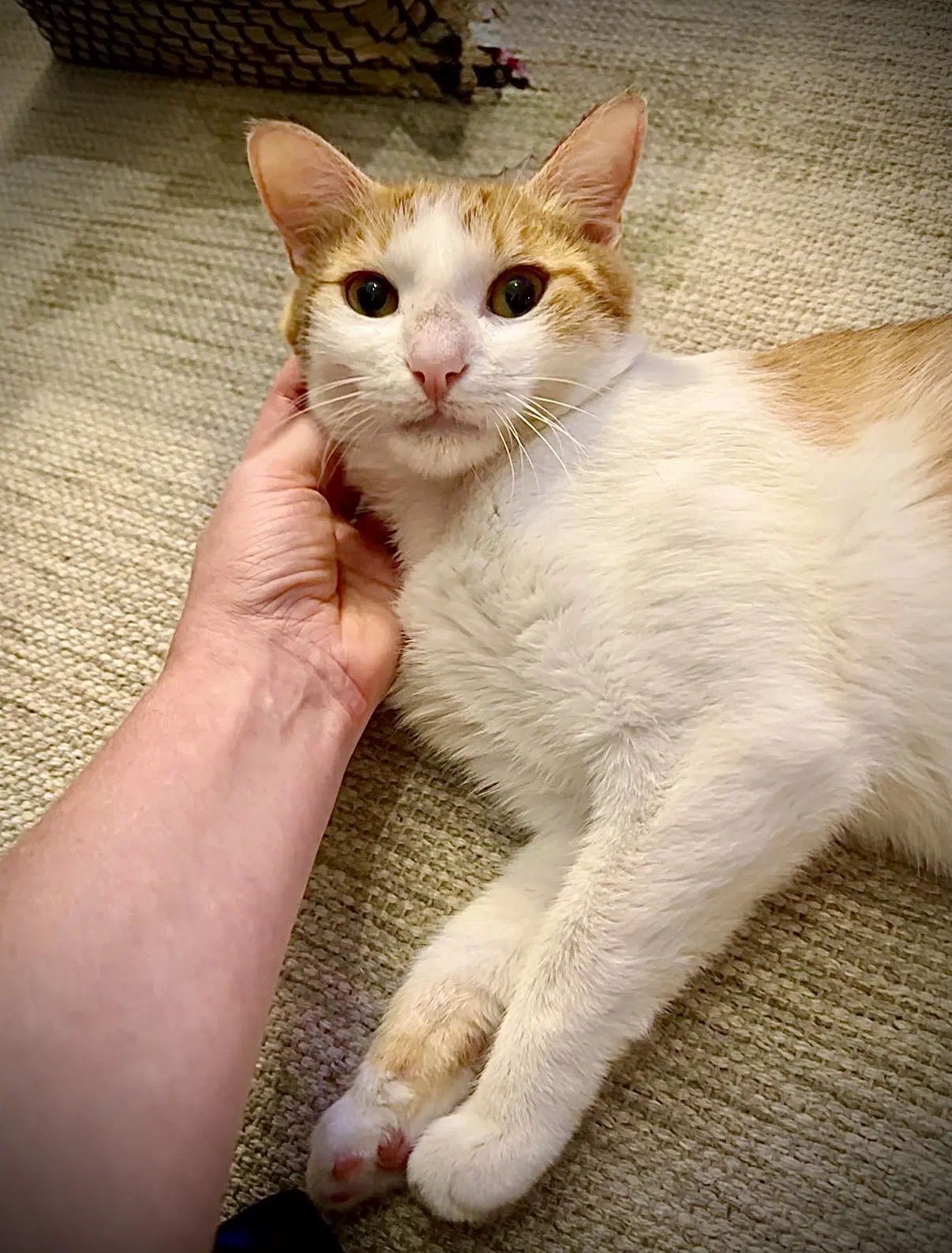 Nilla Wafer image 1