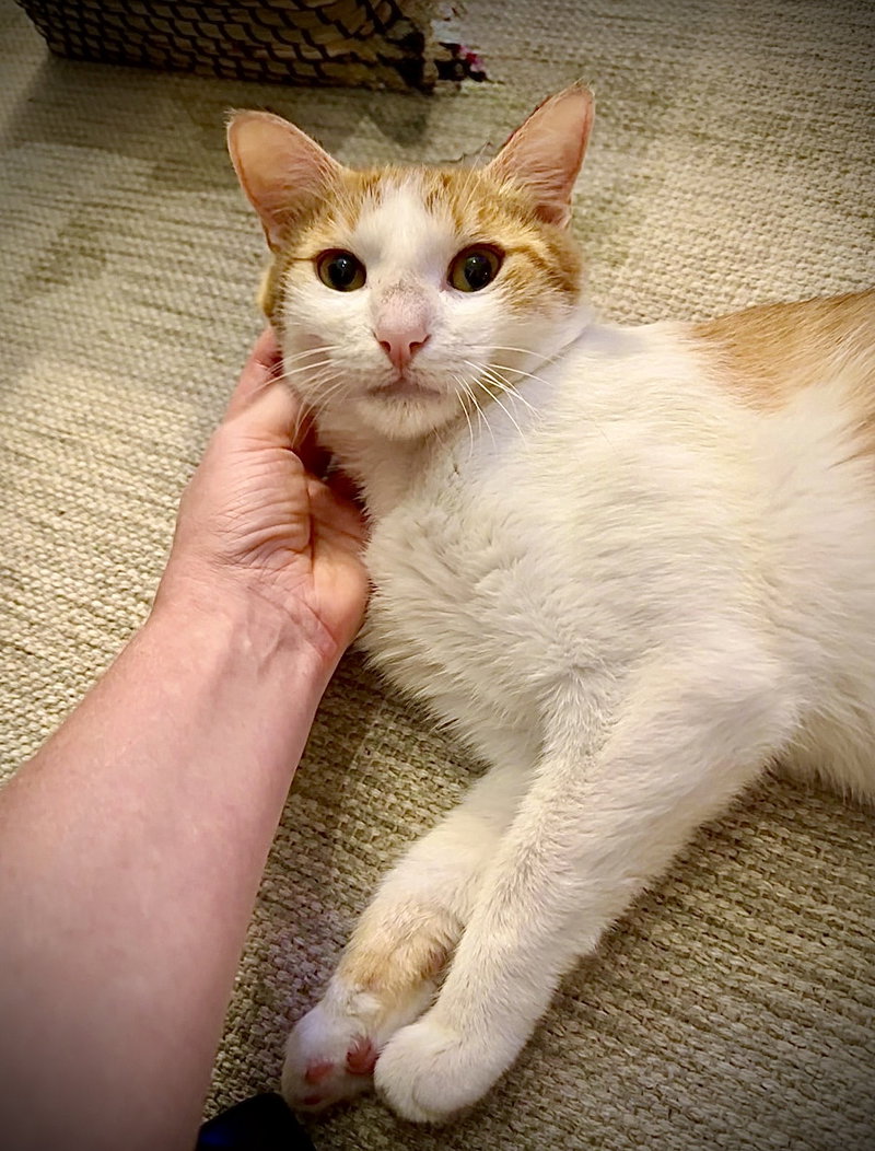 Nilla Wafer, photo 3