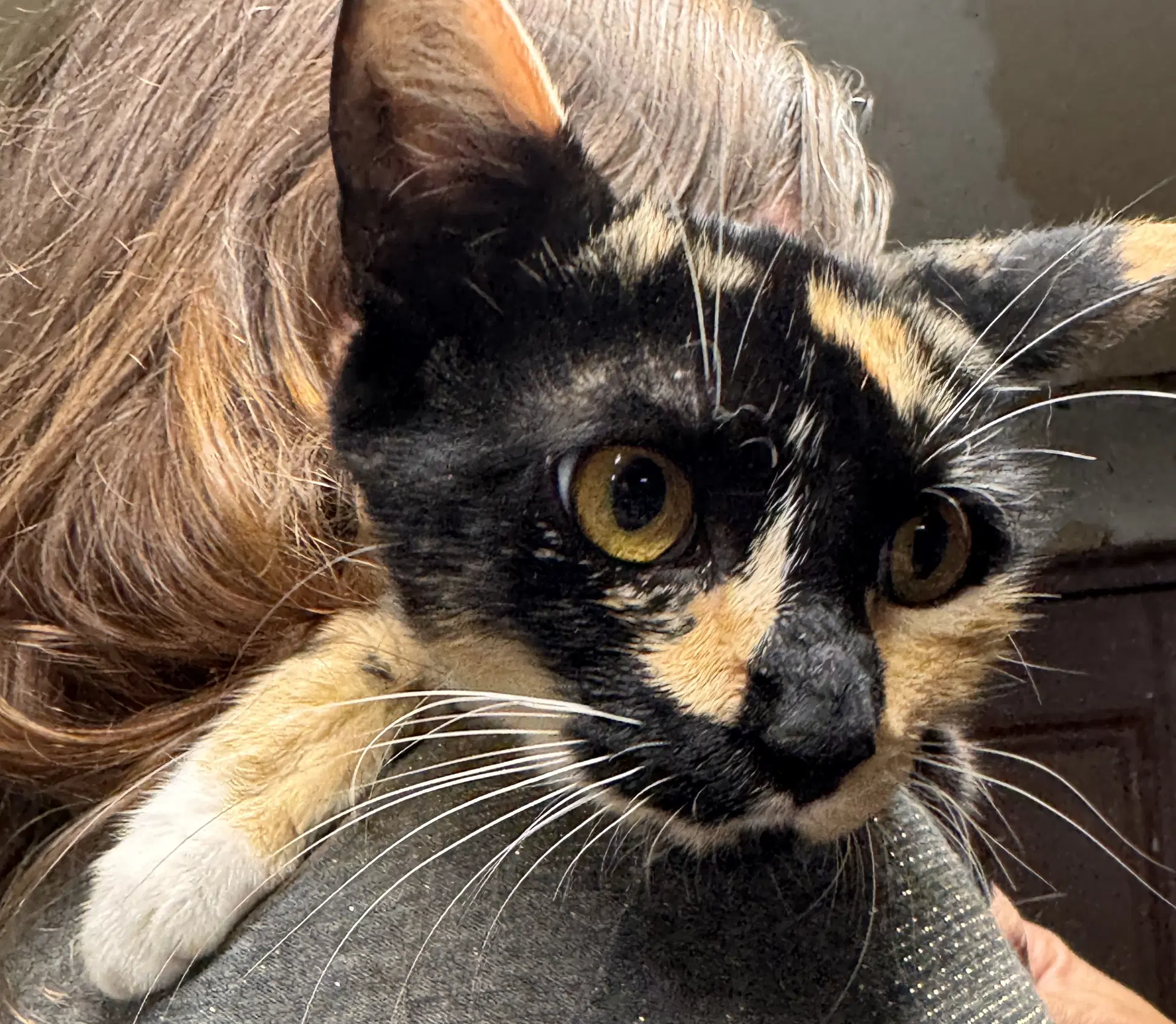 Rosie - Calico
