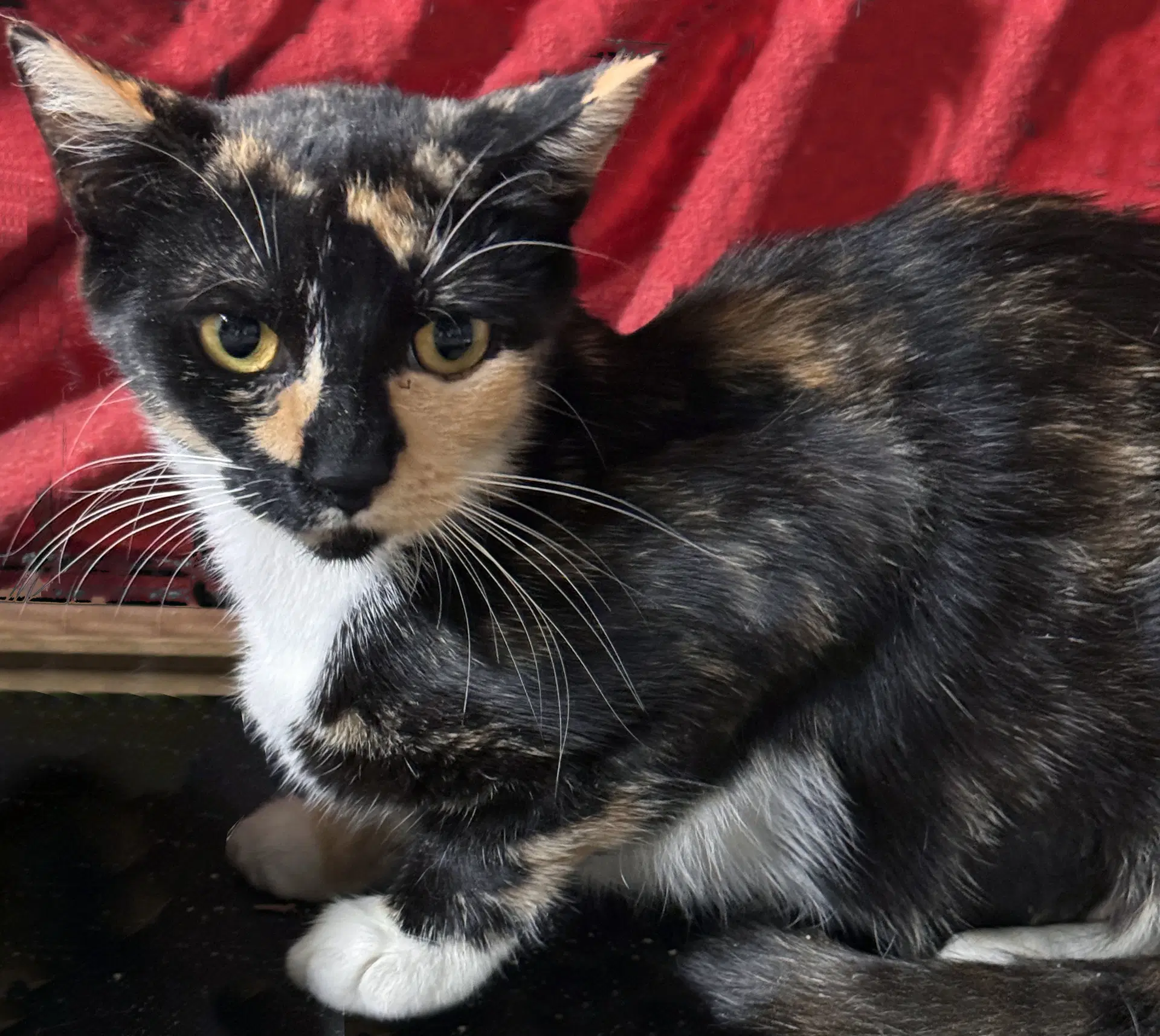 Rosie image 2