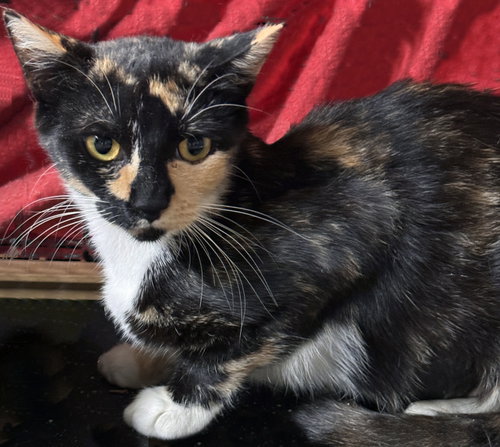 Rosie, a cat for adoption from Brooklyn Animal Action