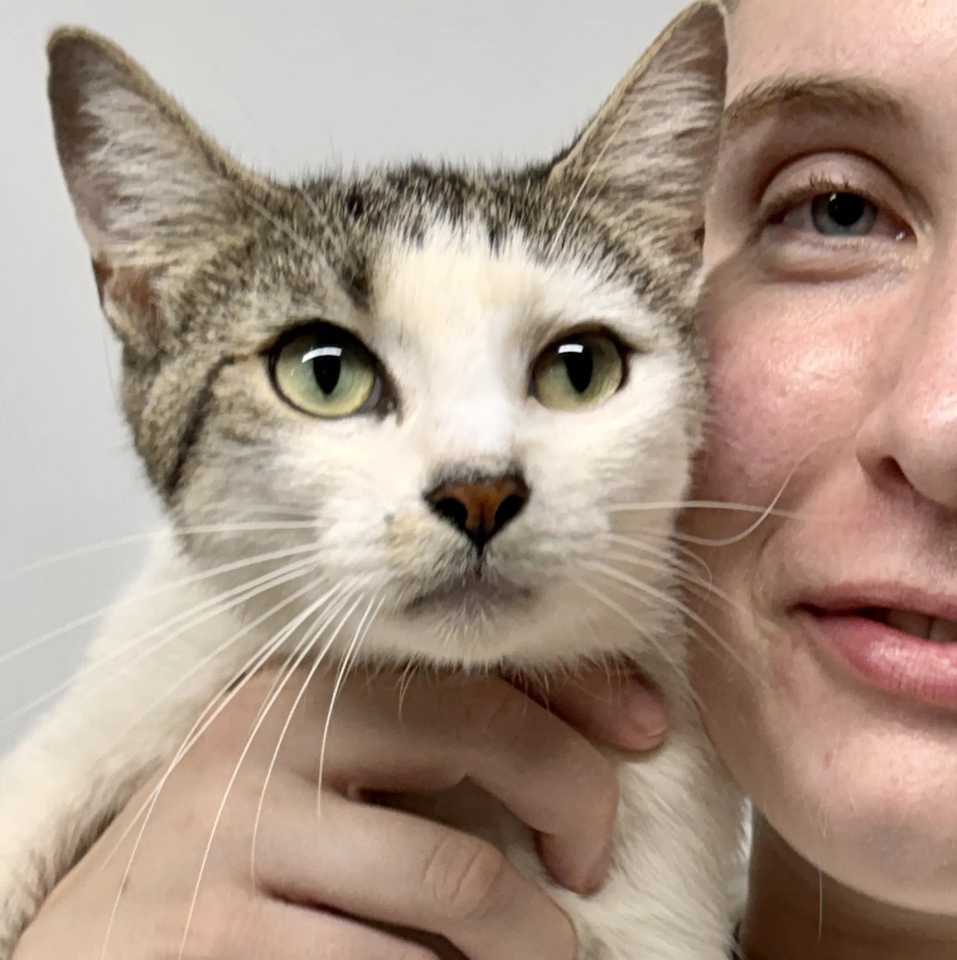 Penny - Domestic Short Hair