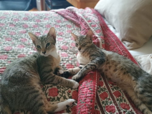 Jalen and OG, a cat for adoption from Brooklyn Animal Action
