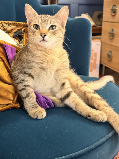 Faith, a cat for adoption from Brooklyn Animal Action