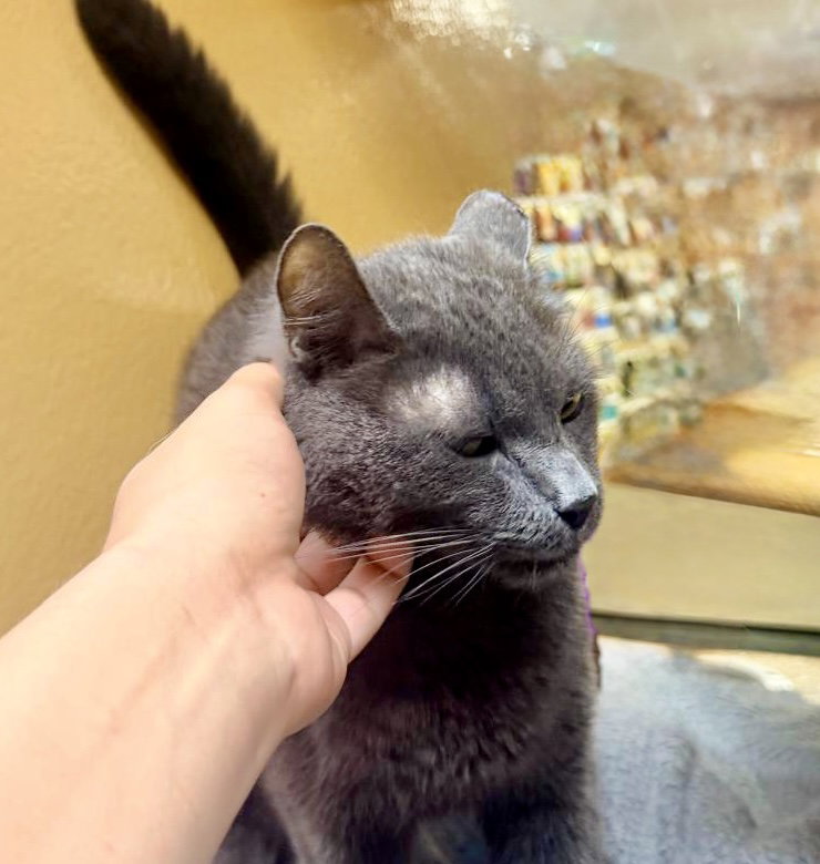 Ben, cat — photo 1 of 6