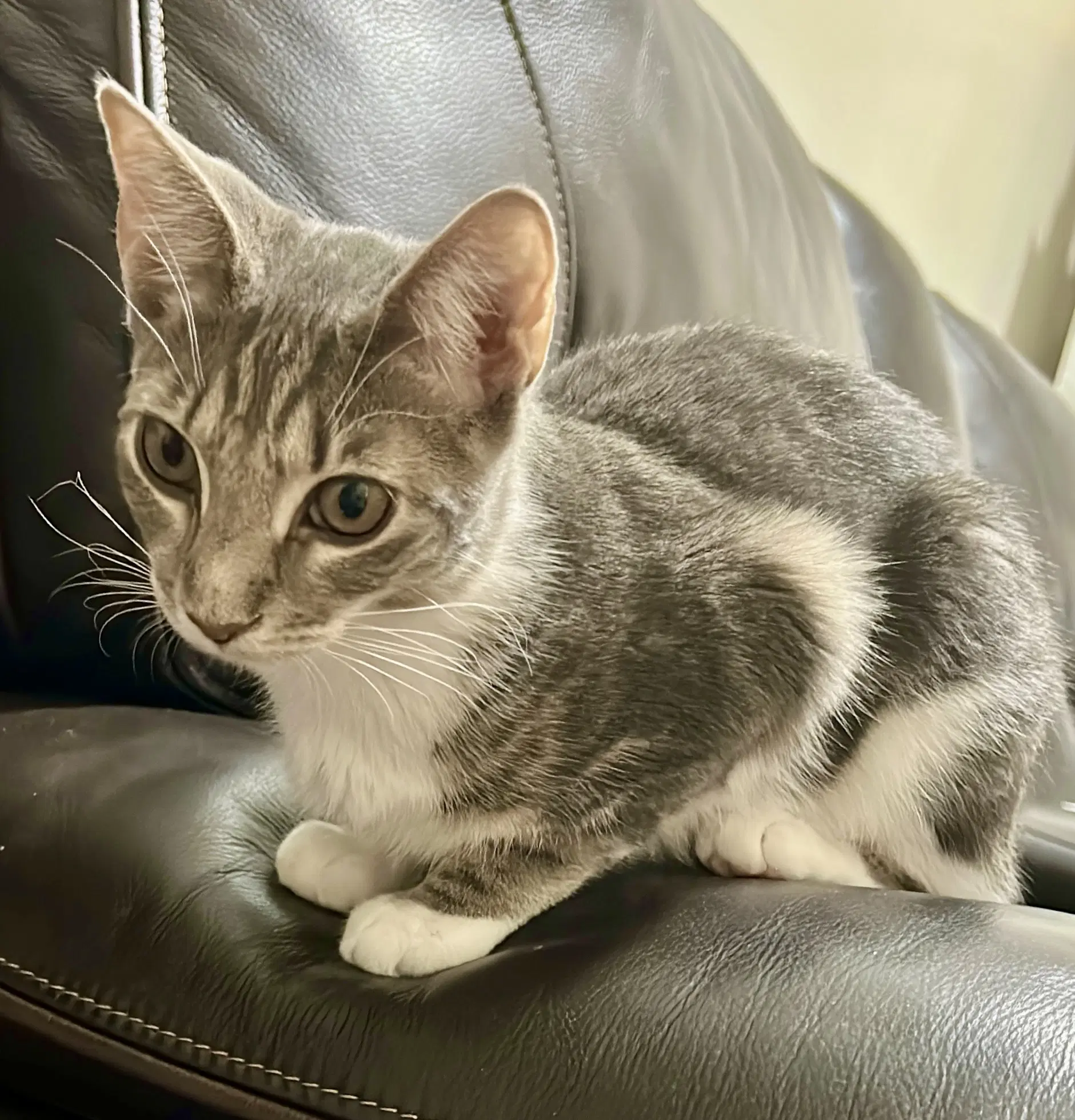 Sunny - Domestic Short Hair