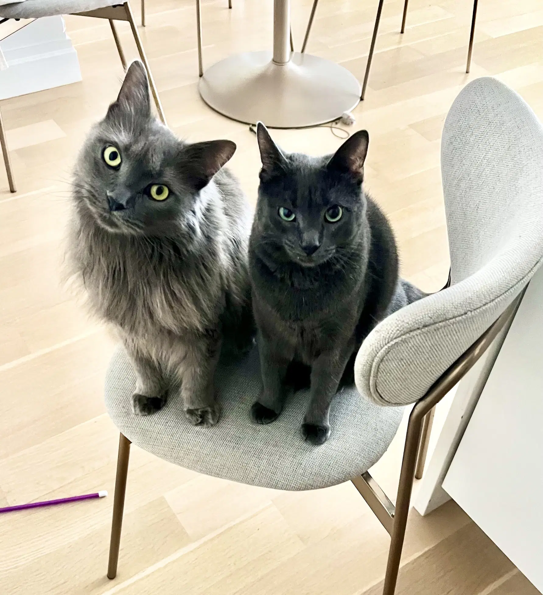 Alaska And Davey - Russian Blue