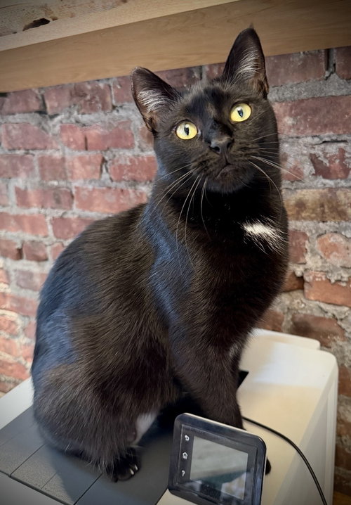 Phoenix, a cat for adoption from Brooklyn Animal Action