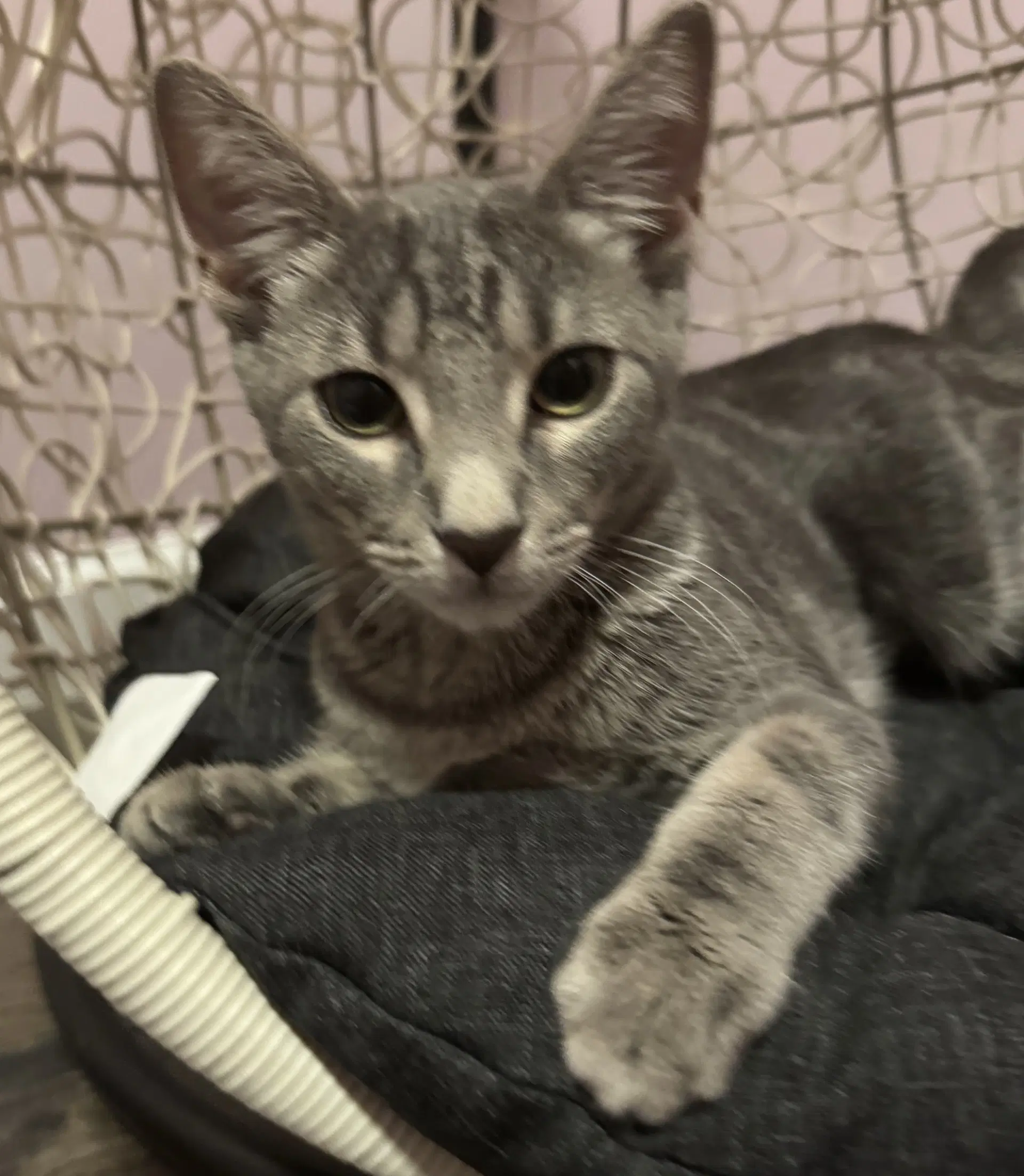 Gabby - Domestic Short Hair