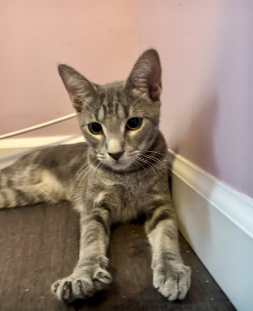Gabby, a cat for adoption from Brooklyn Animal Action