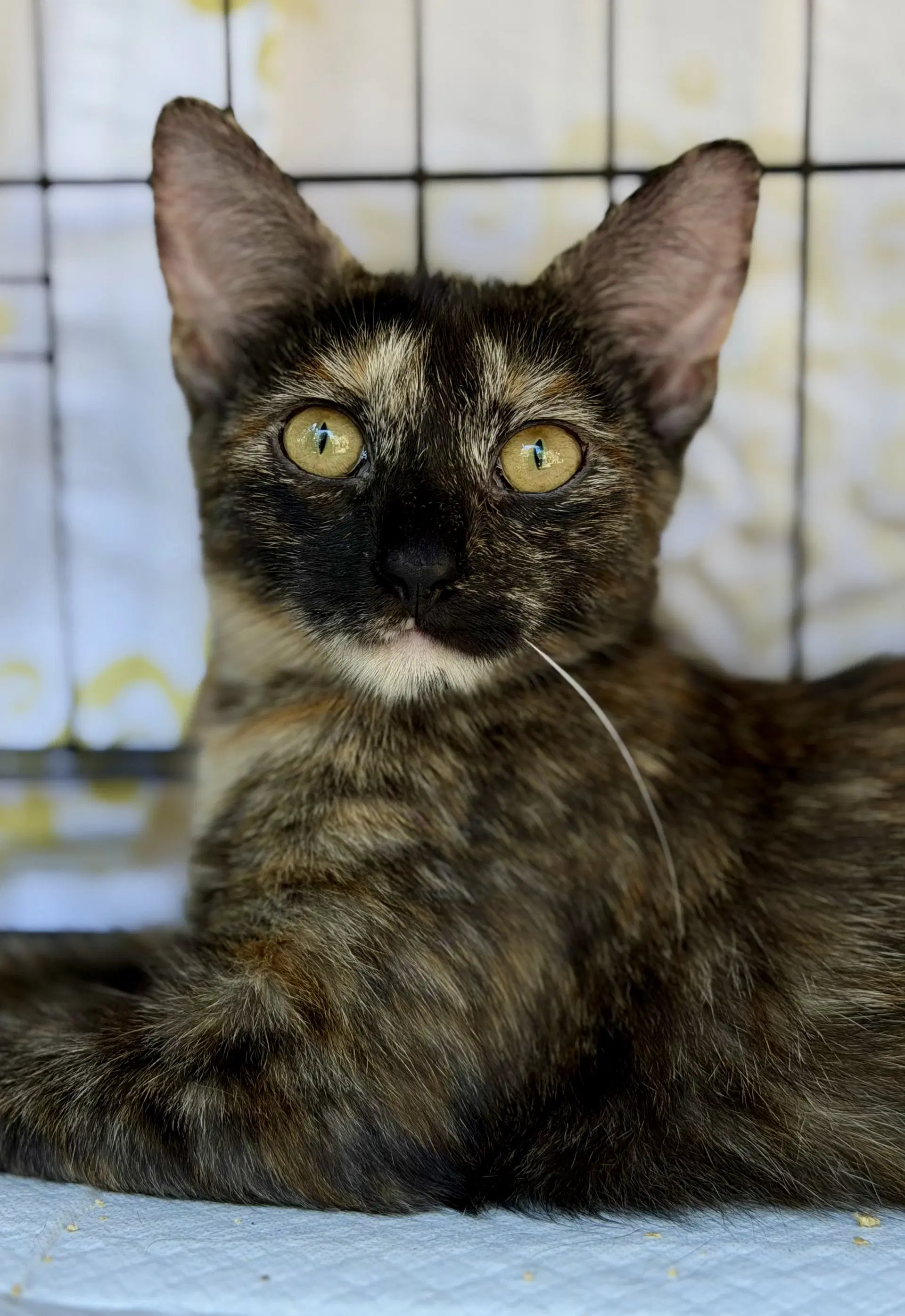 Bobbie - Domestic Short Hair