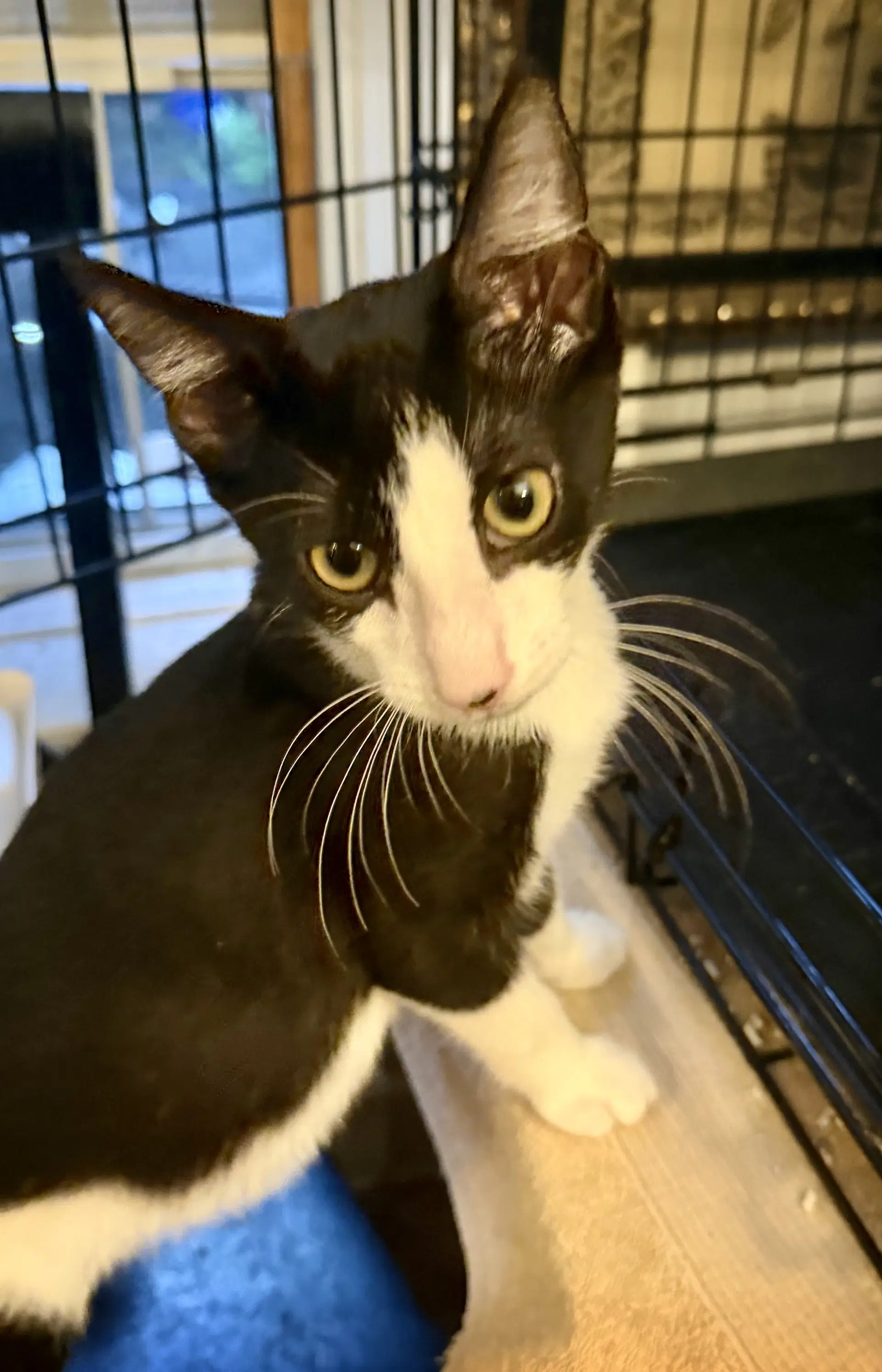 Gherkin - Domestic Short Hair