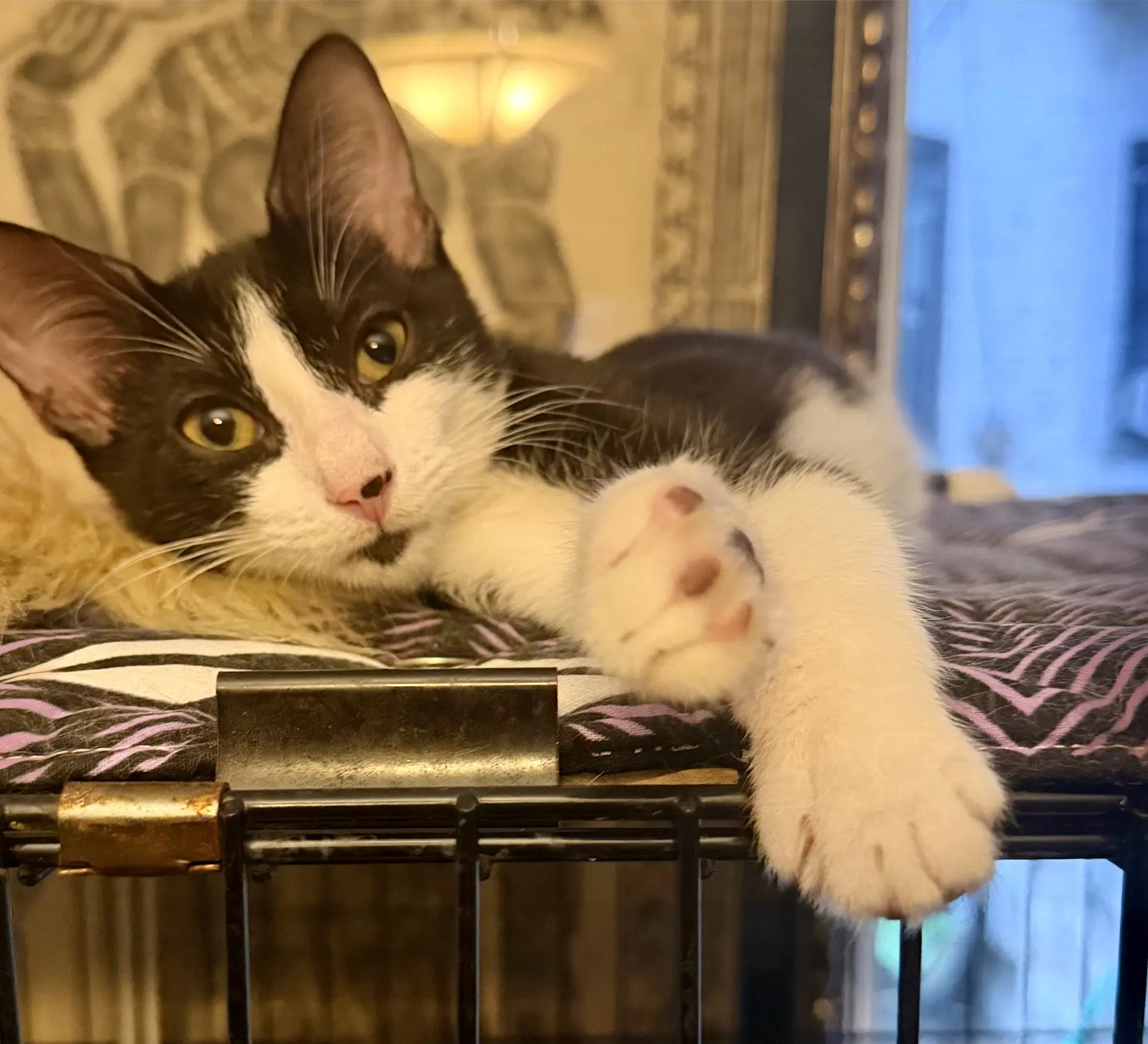 Cornichon - Domestic Short Hair
