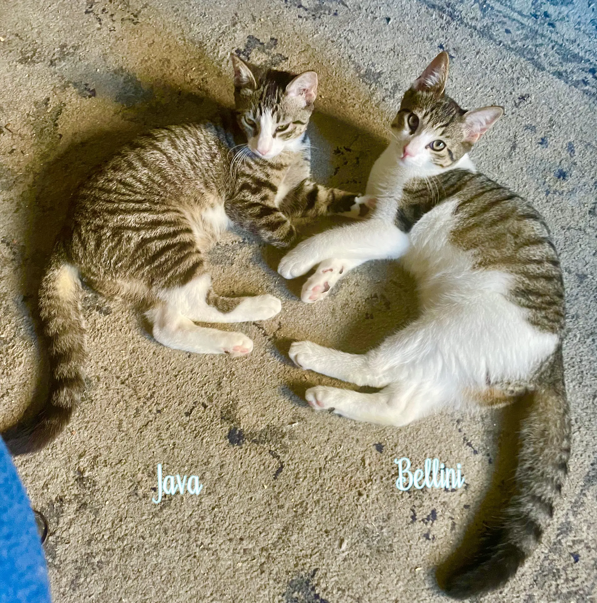 Java  Bellini - Domestic Short Hair