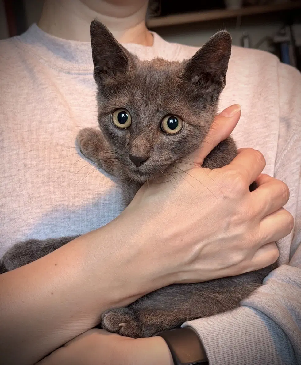 Georgie image 2