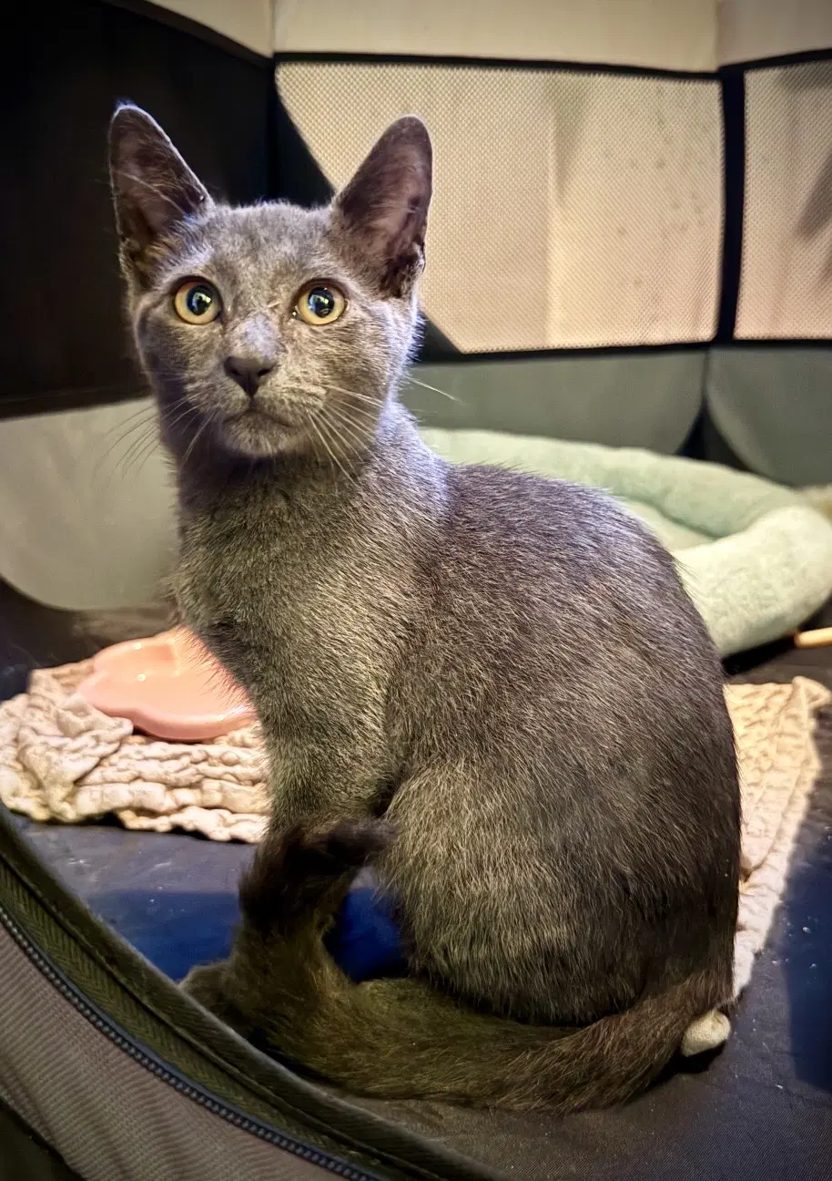 Georgie - Domestic Short Hair