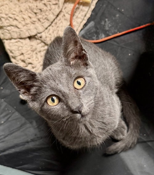 Georgie, a cat for adoption from Brooklyn Animal Action