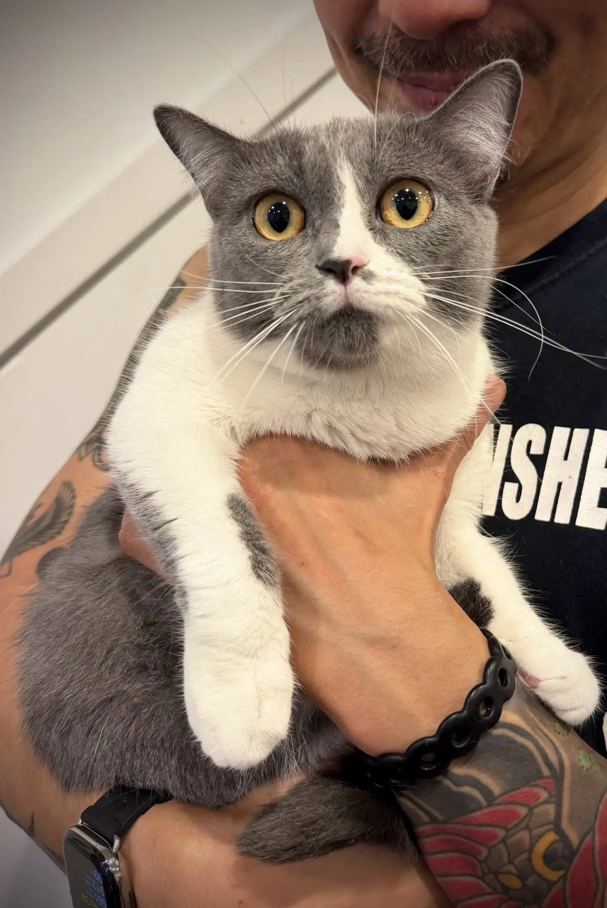 Kissa image 3