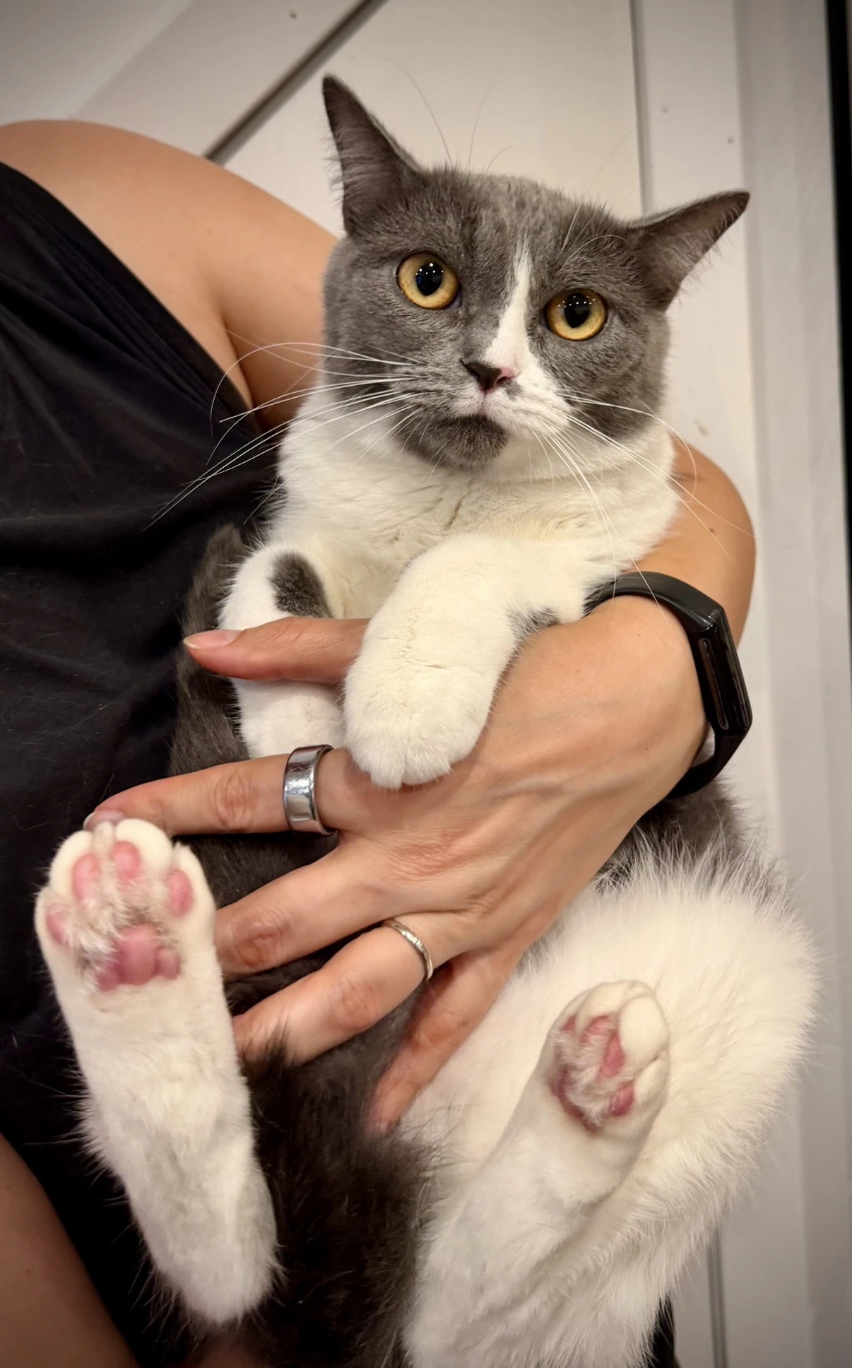 Kissa