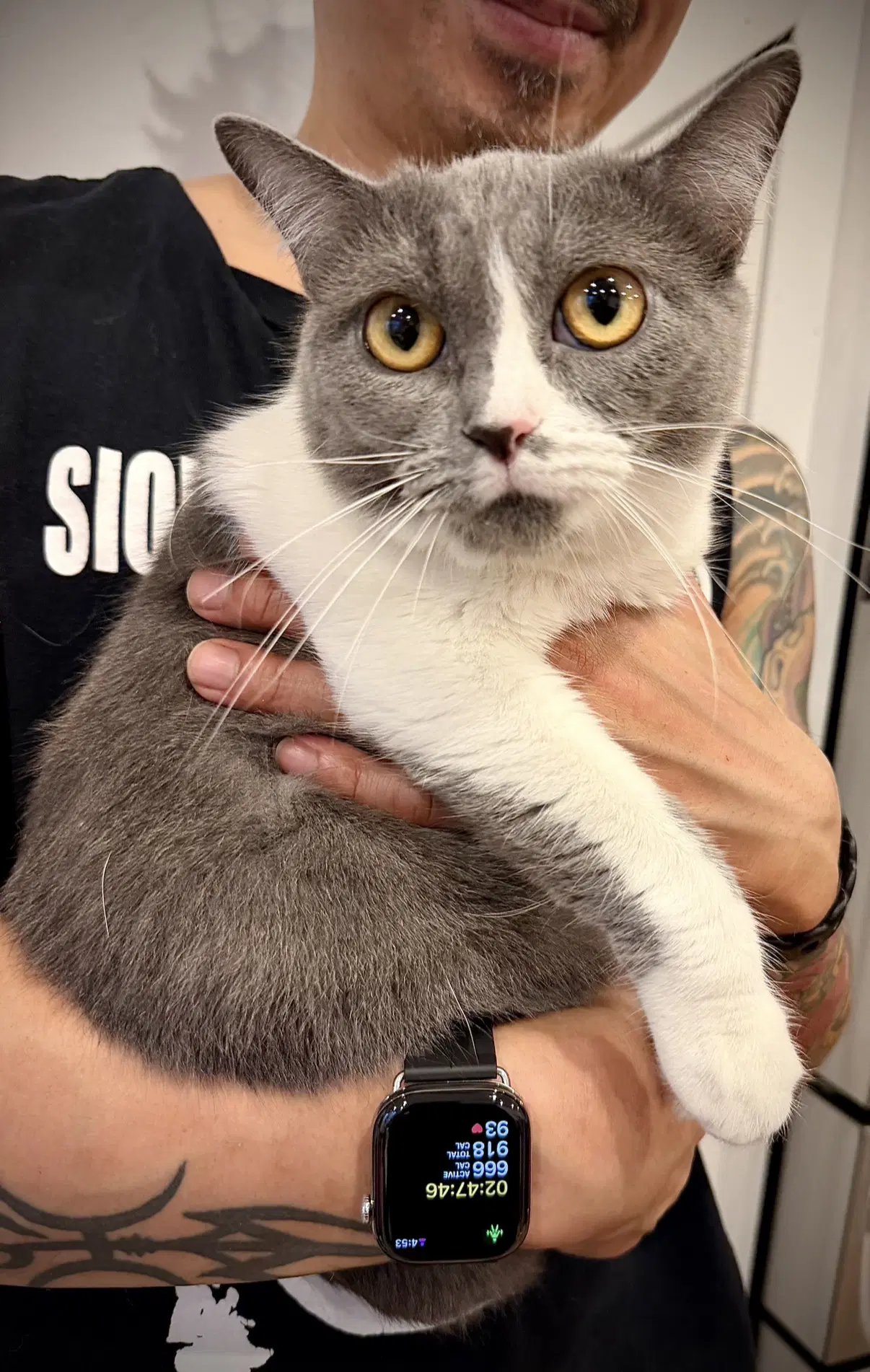 Kissa image 2