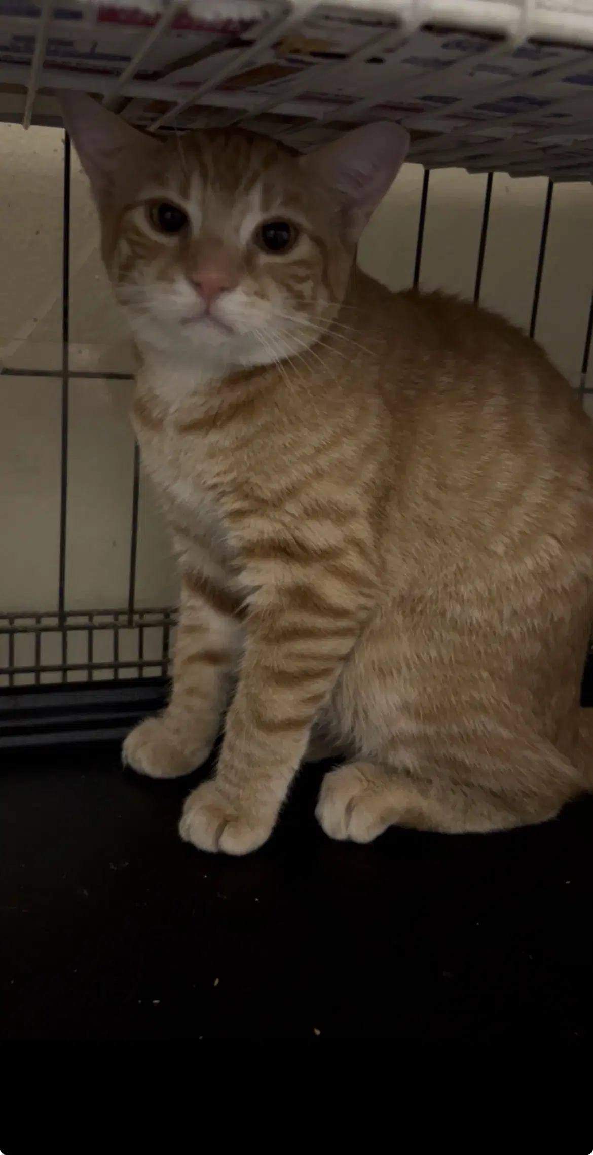 Furgus - Domestic Short Hair