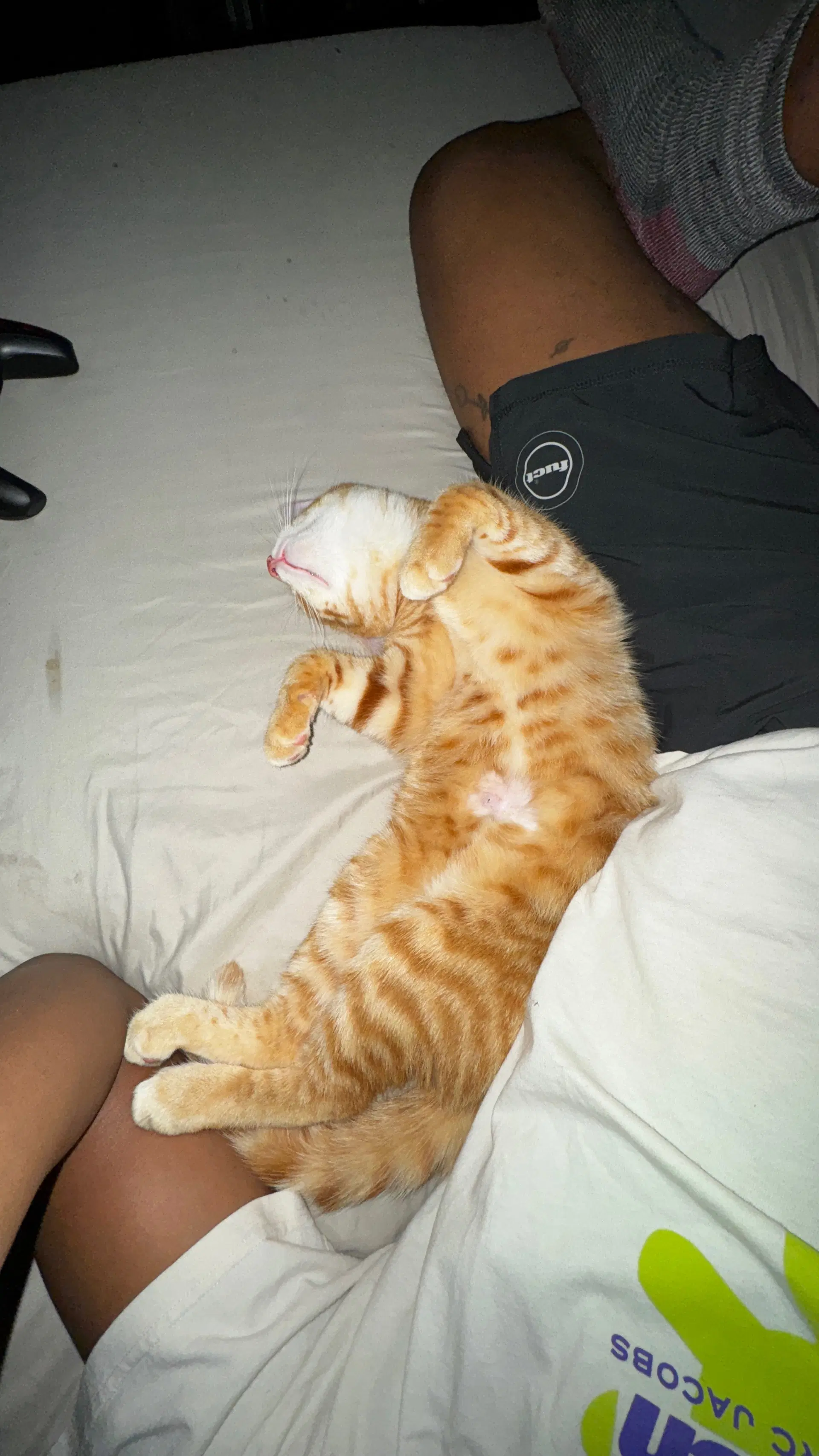 Furgus image 2