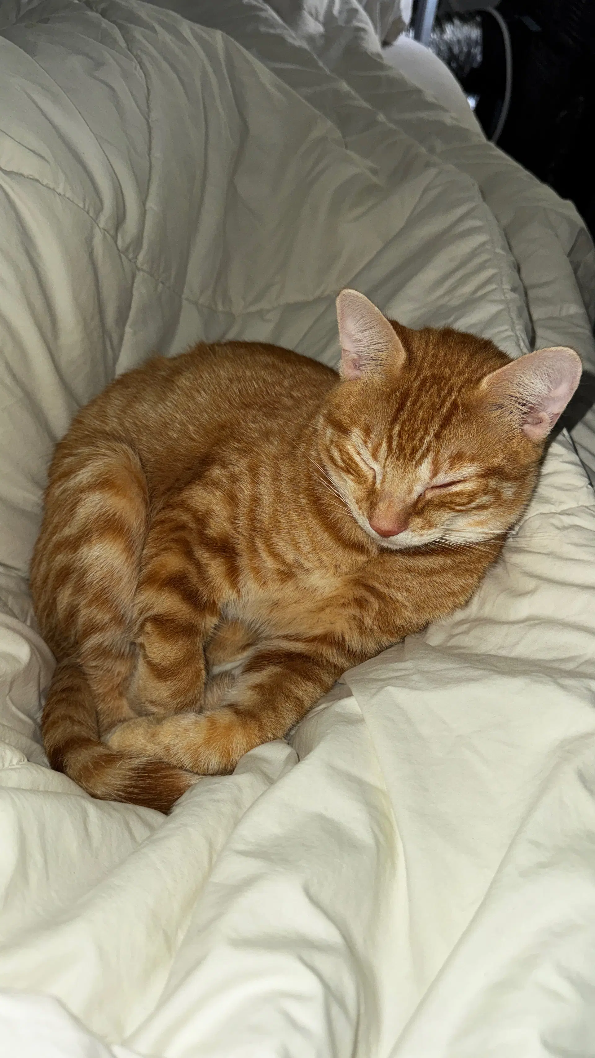 Furgus image 3