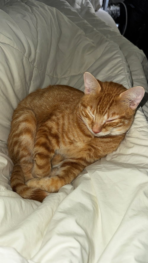 Photo 3 of Furgus