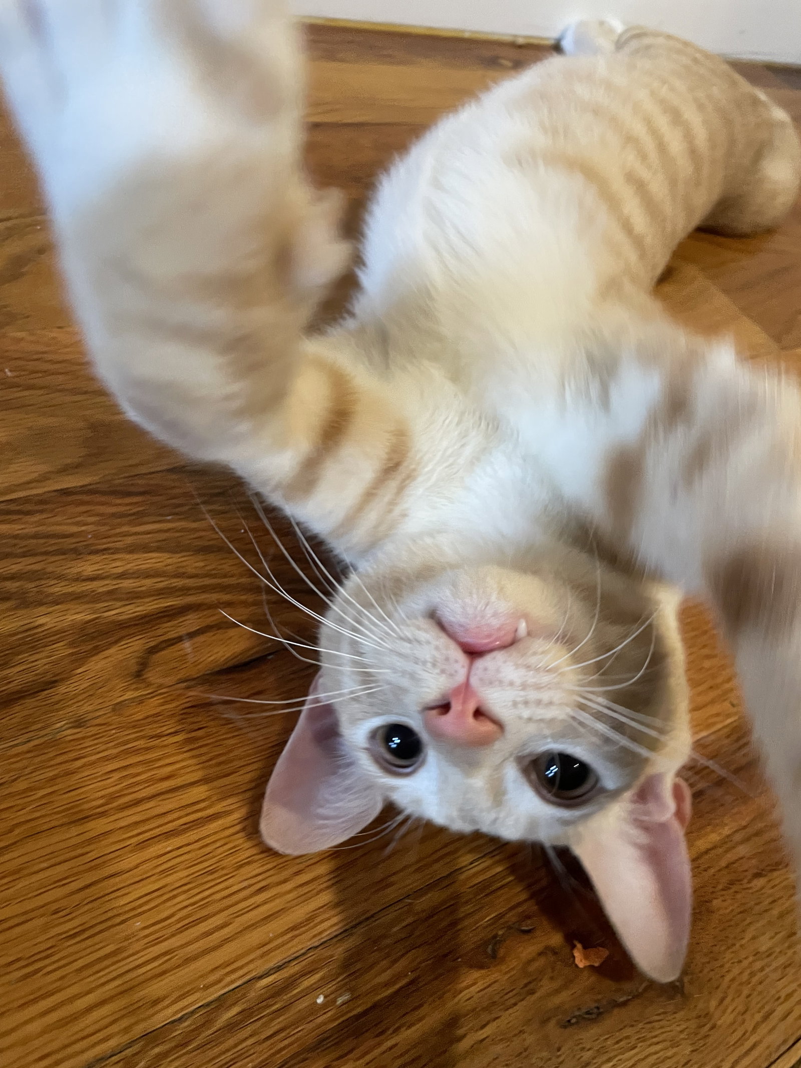 Ginger Salt, cat — photo 1 of 3