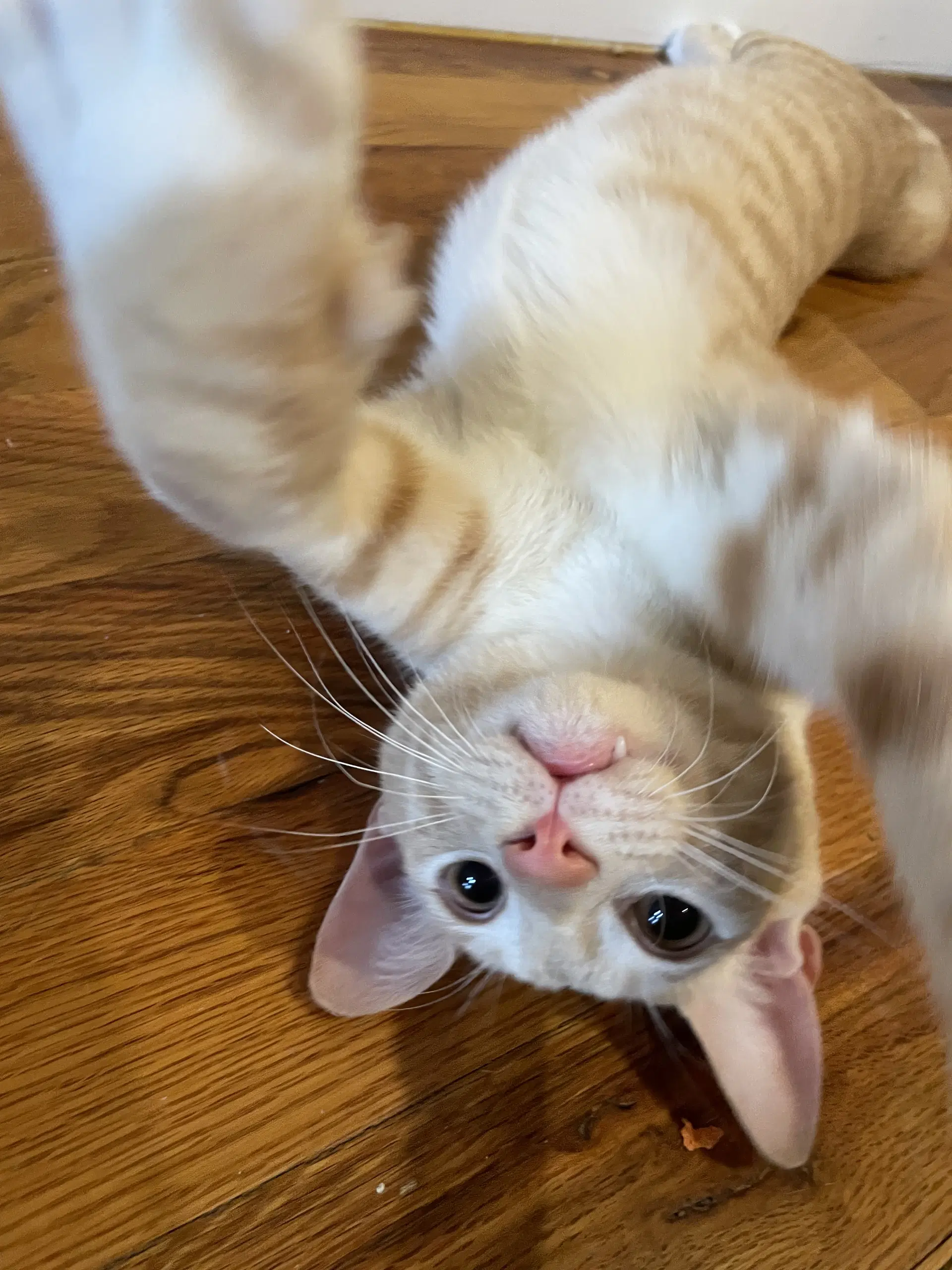 Ginger Salt - Domestic Short Hair
