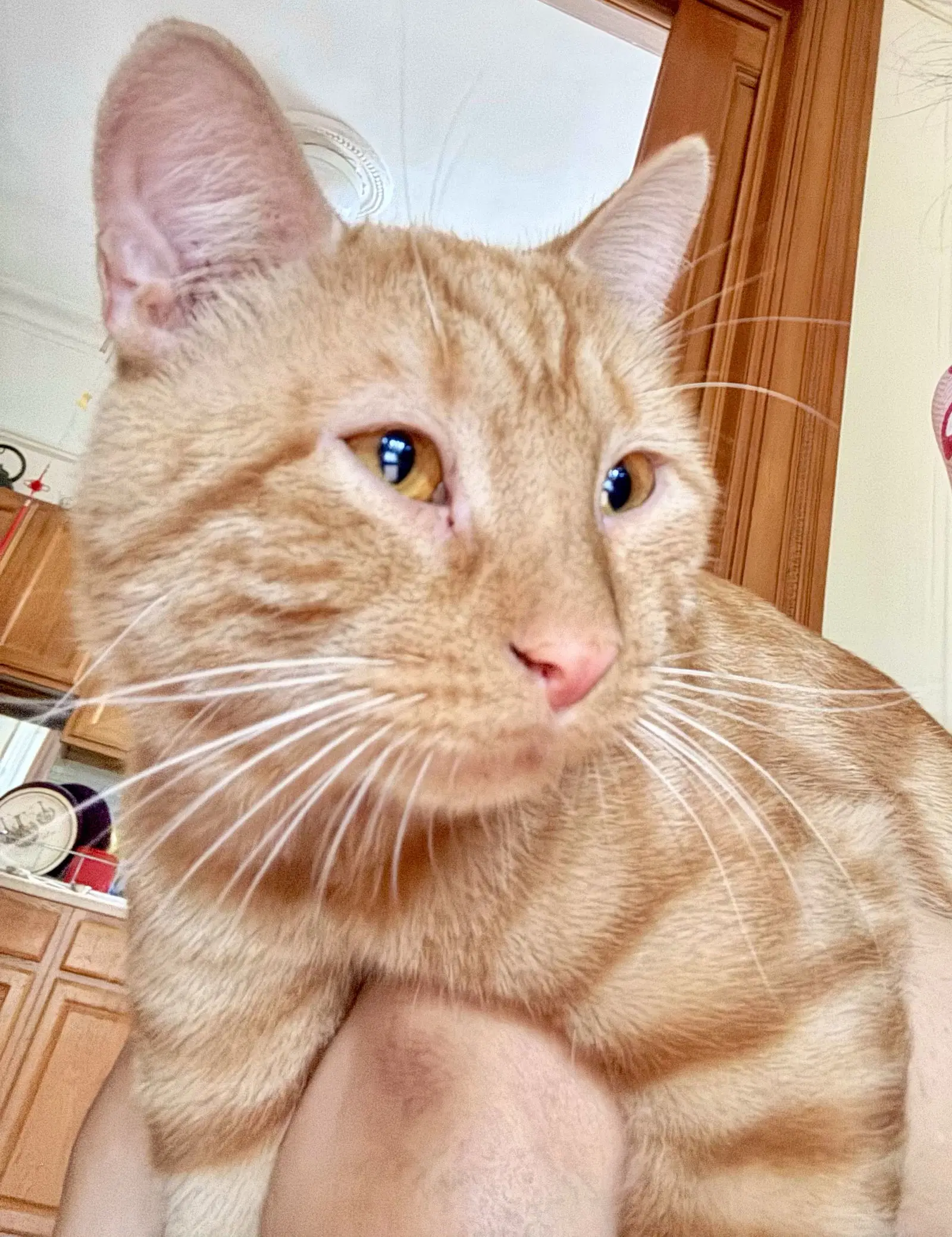 Sunrise - Domestic Short Hair