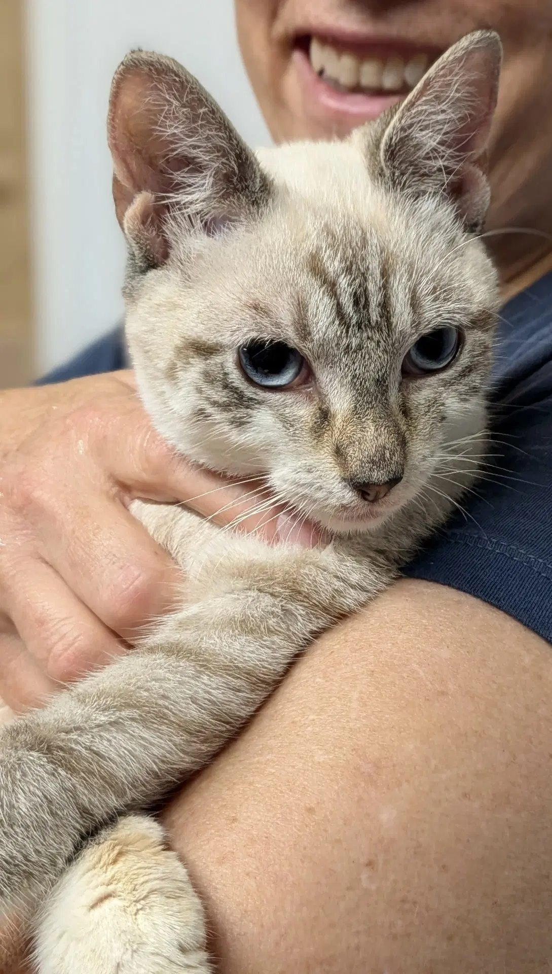 Glitter - Siamese