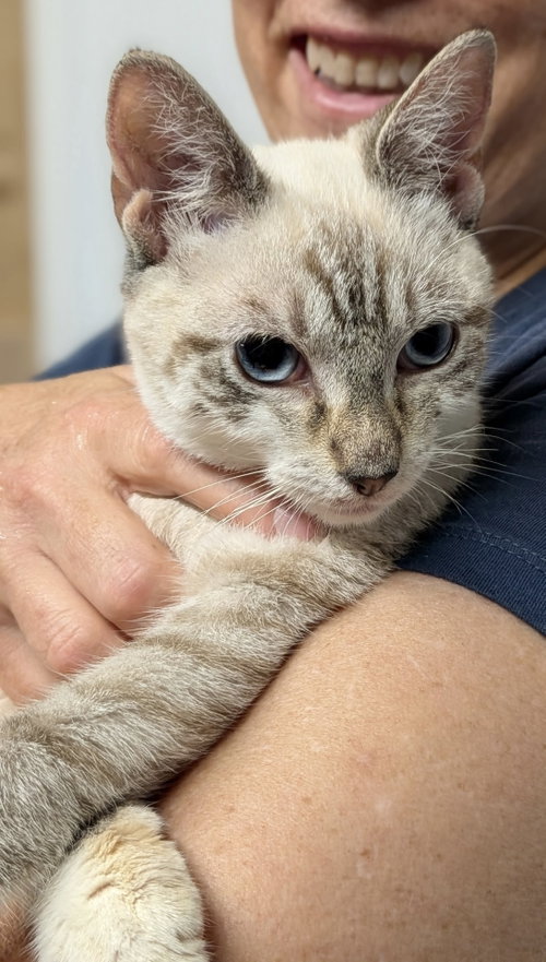 Glitter, a cat for adoption from Brooklyn Animal Action