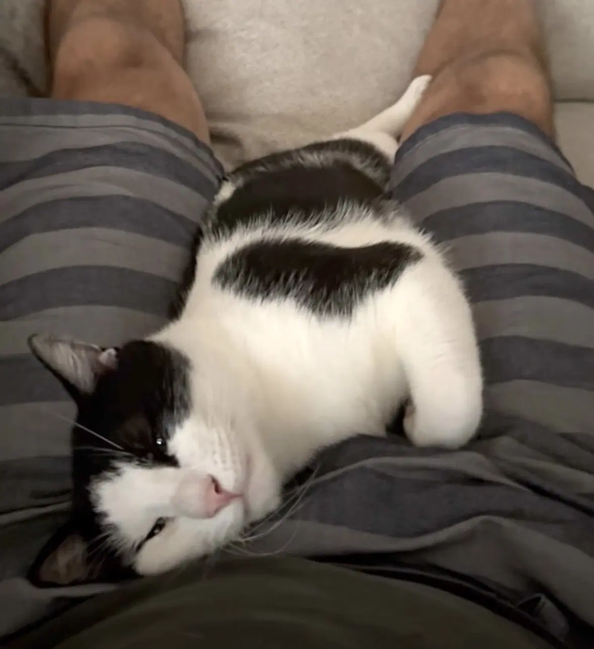 Domino - Domestic Short Hair