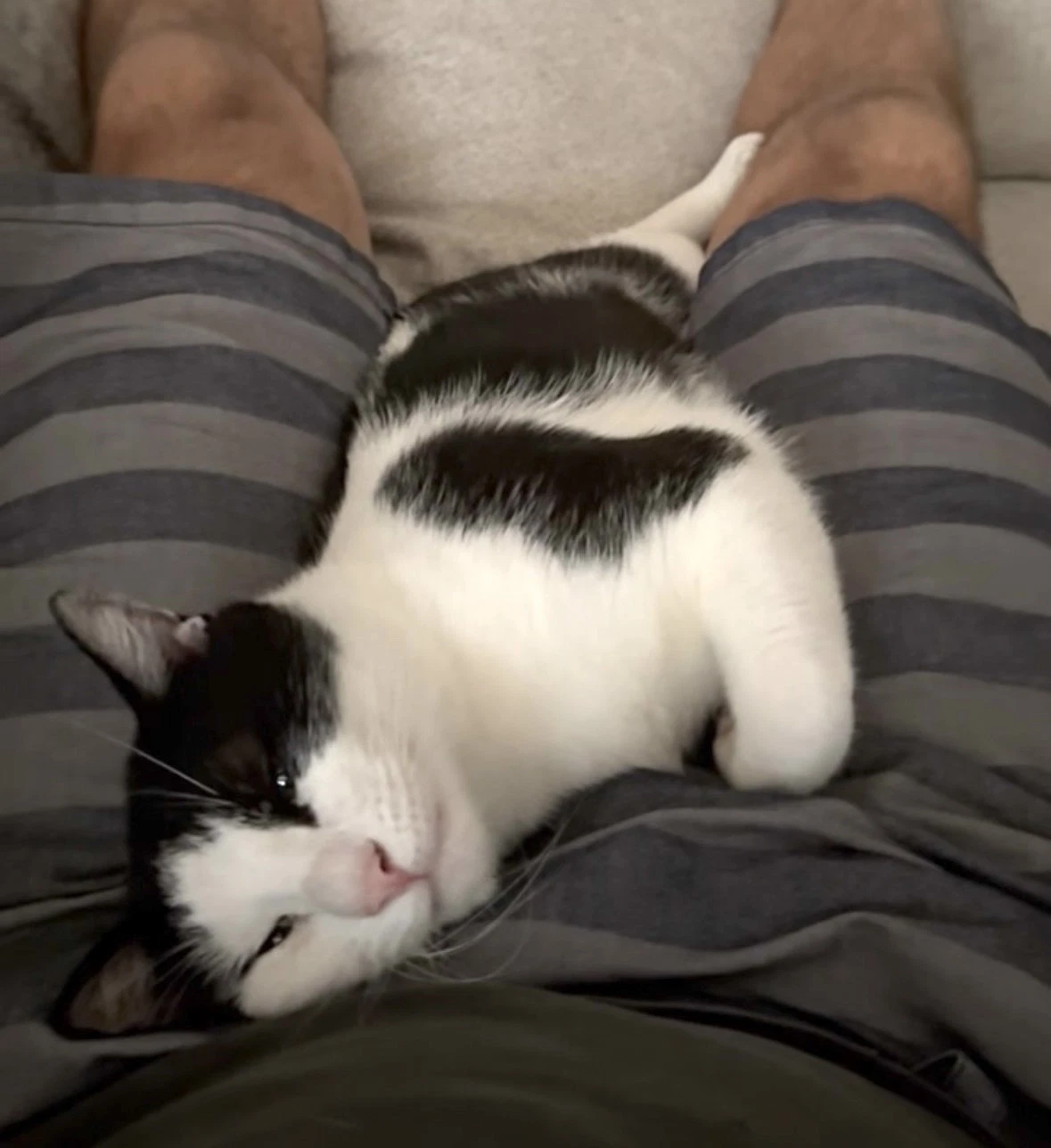Domino