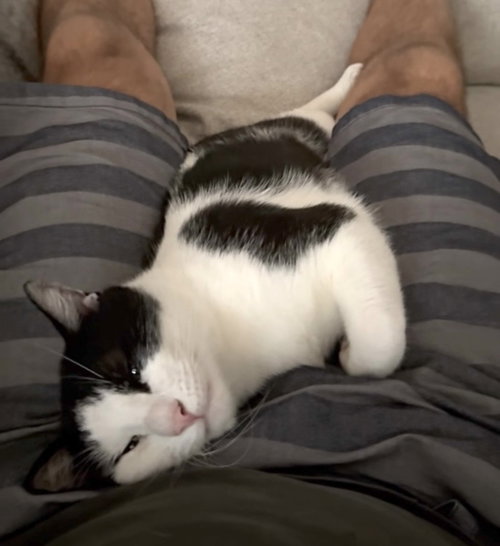 Domino, a cat for adoption from Brooklyn Animal Action