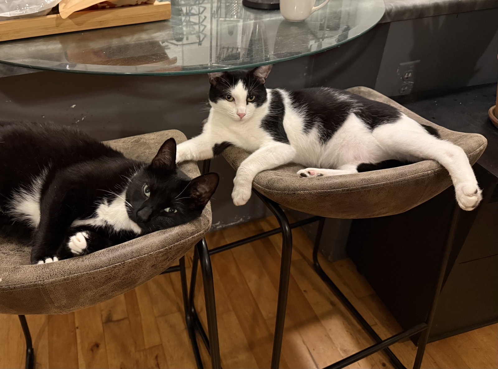 Domino, photo 2