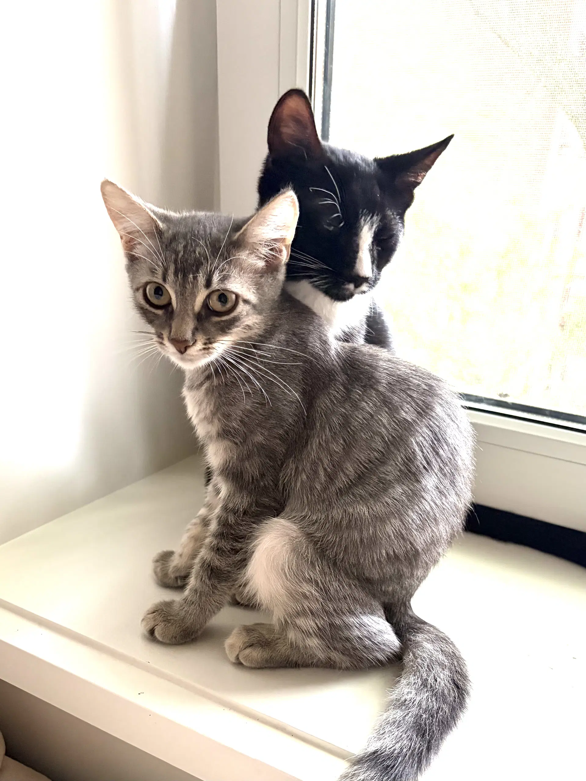 Cesar And Pepper - Domestic Short Hair