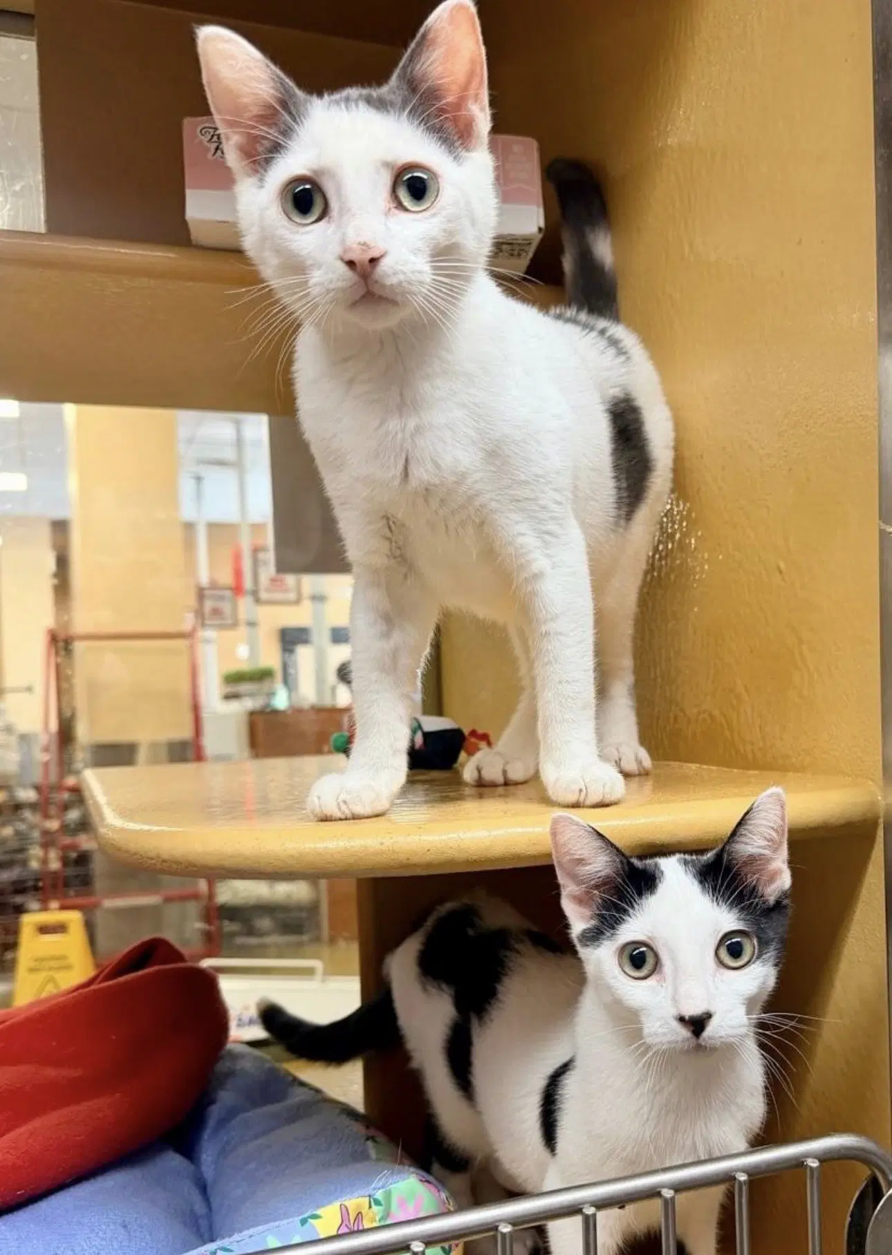 Daisy And Tommy - Domestic Short Hair