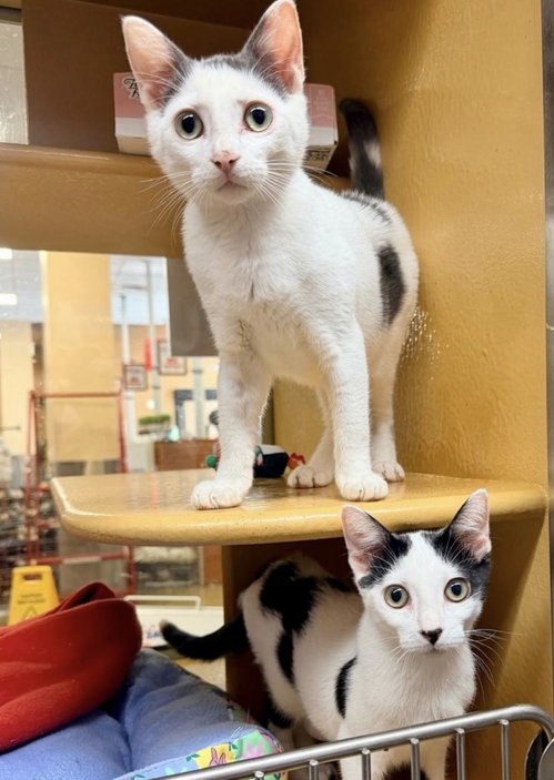 Daisy and Tommy, a cat for adoption from Brooklyn Animal Action
