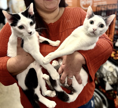 Daisy and Tommy, Domestic Short Hair (short coat)