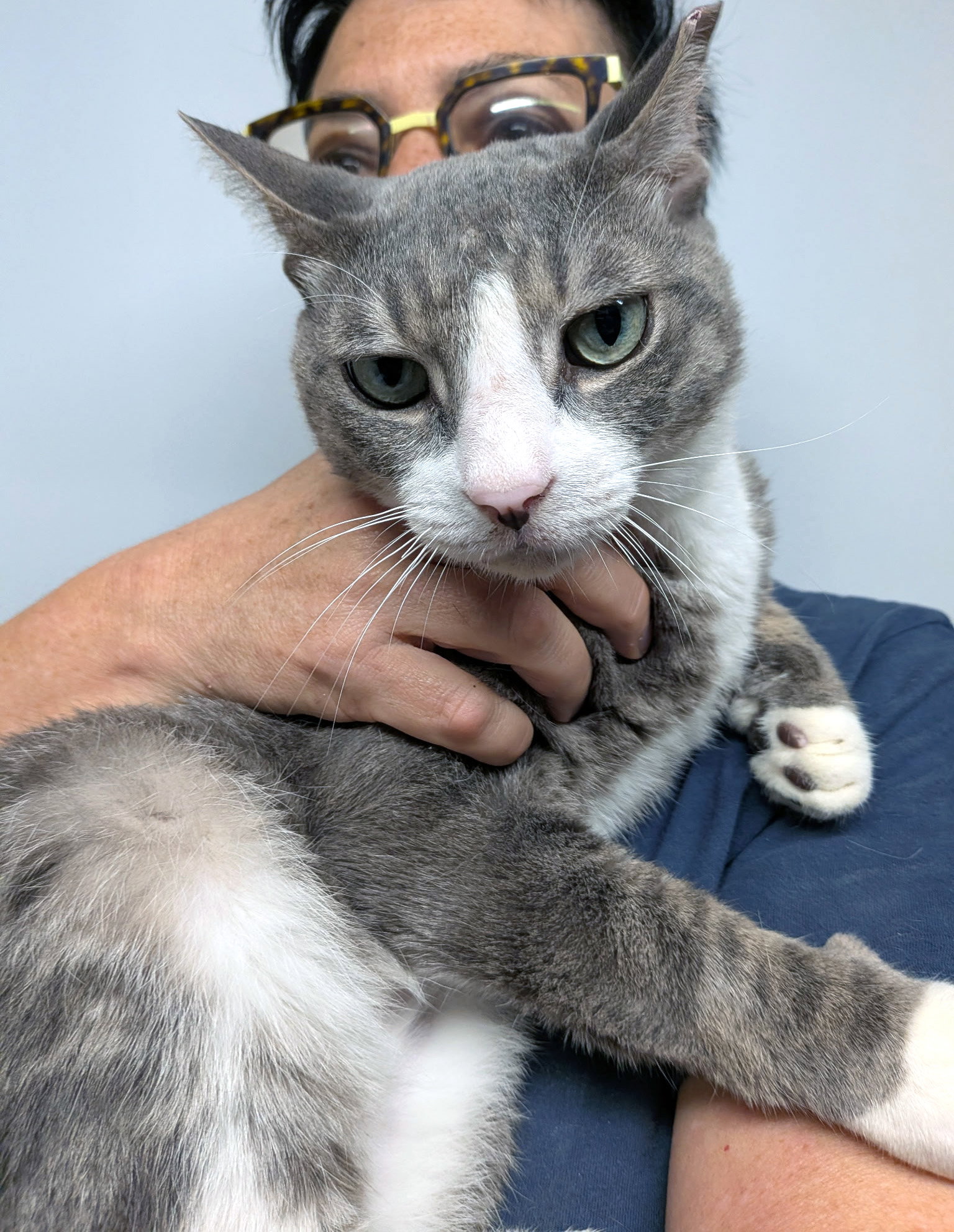 Protegé, Domestic Short Hair