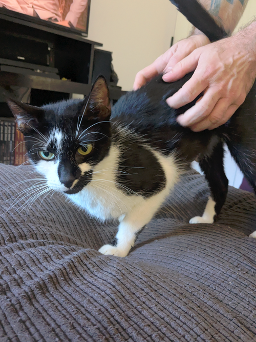 Cafe au Lait, a cat for adoption from Brooklyn Animal Action