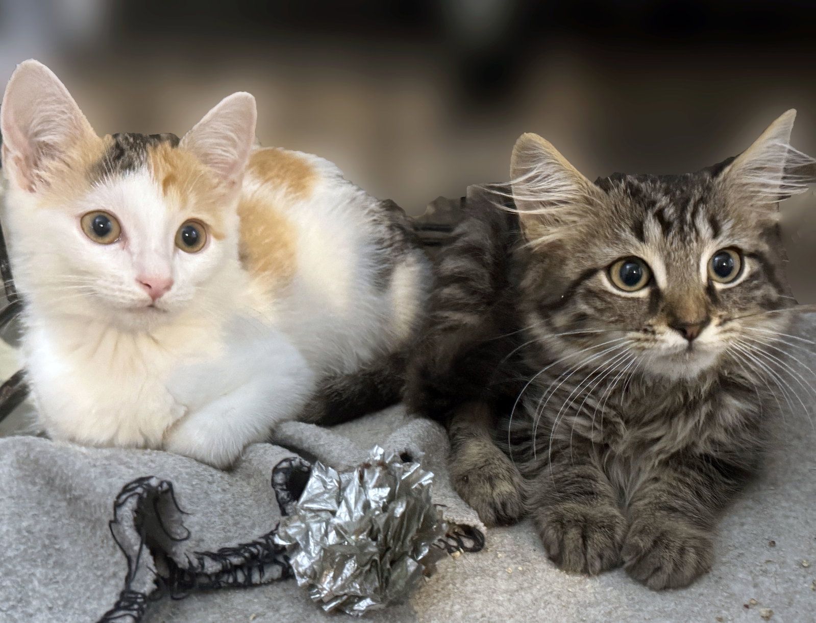Sadie and Sammy, Maine Coon
