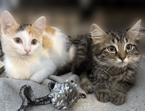 Sadie and Sammy, a cat for adoption from Brooklyn Animal Action