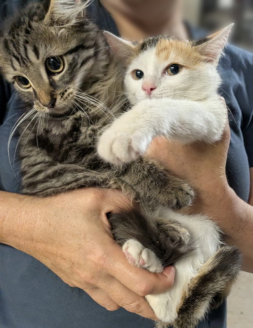 Photo 4 of Sadie and Sammy