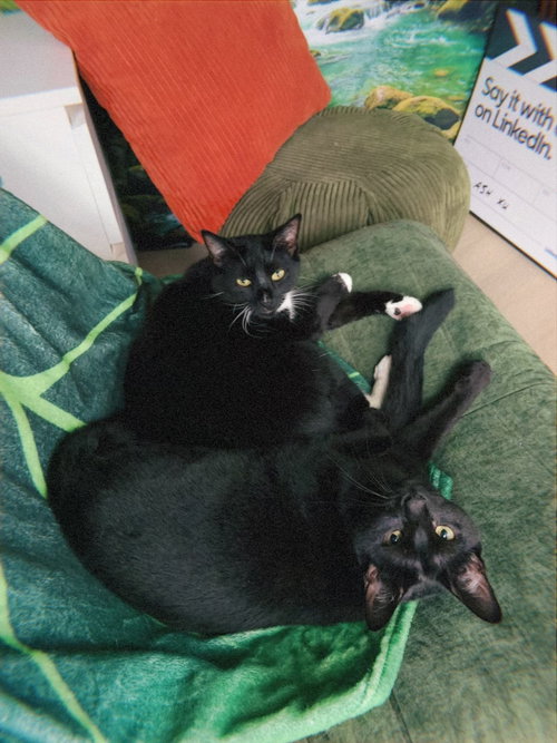 Little Owl & Fleury, a cat for adoption from Brooklyn Animal Action