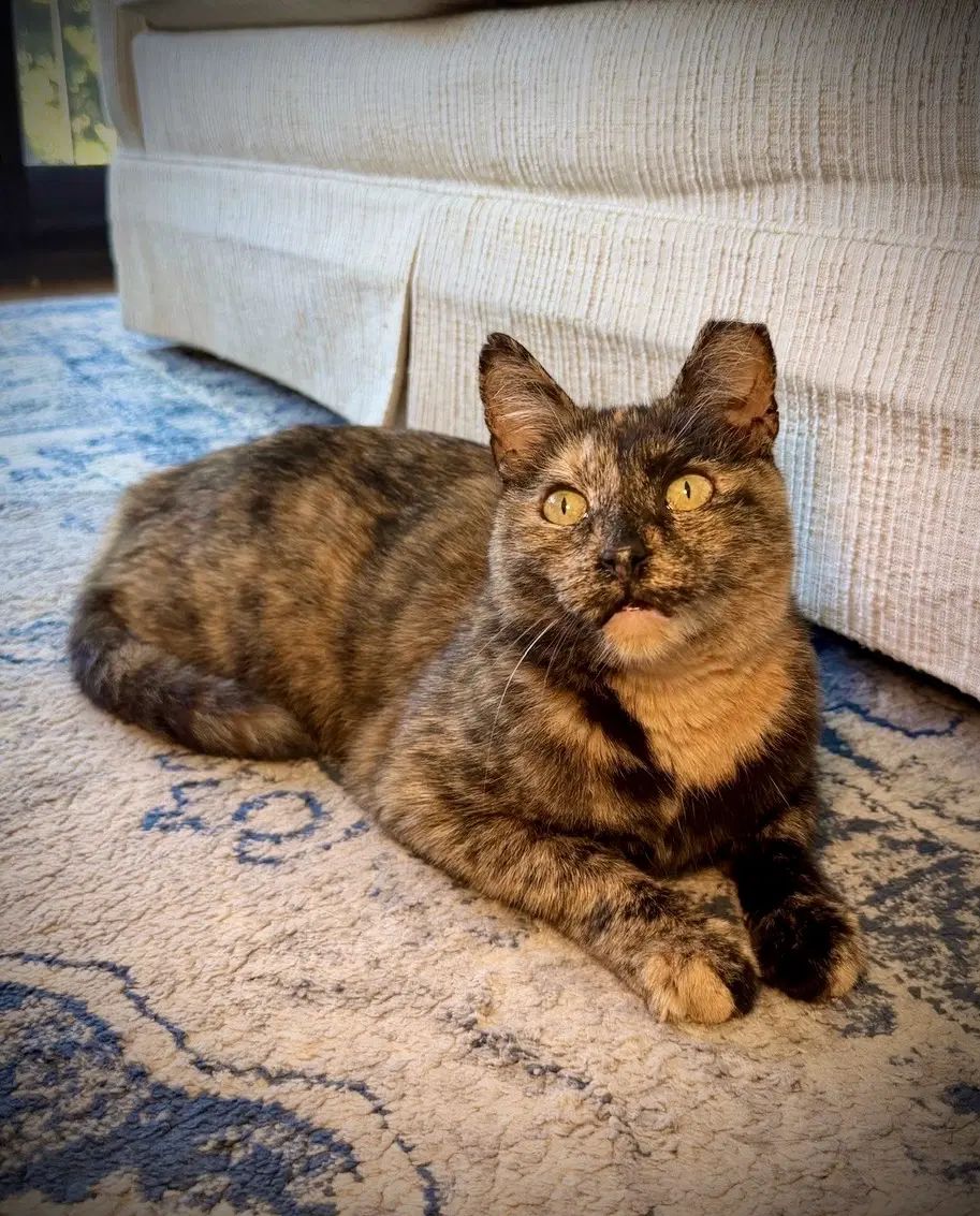 Joy - Domestic Short Hair